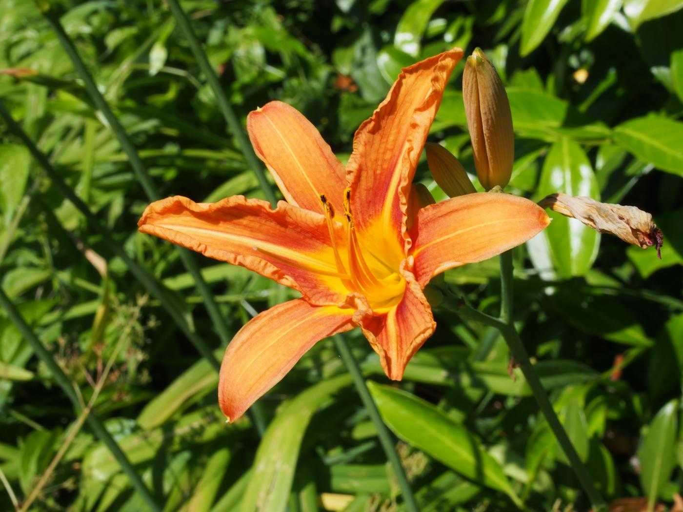 Day-lily, Orange flower